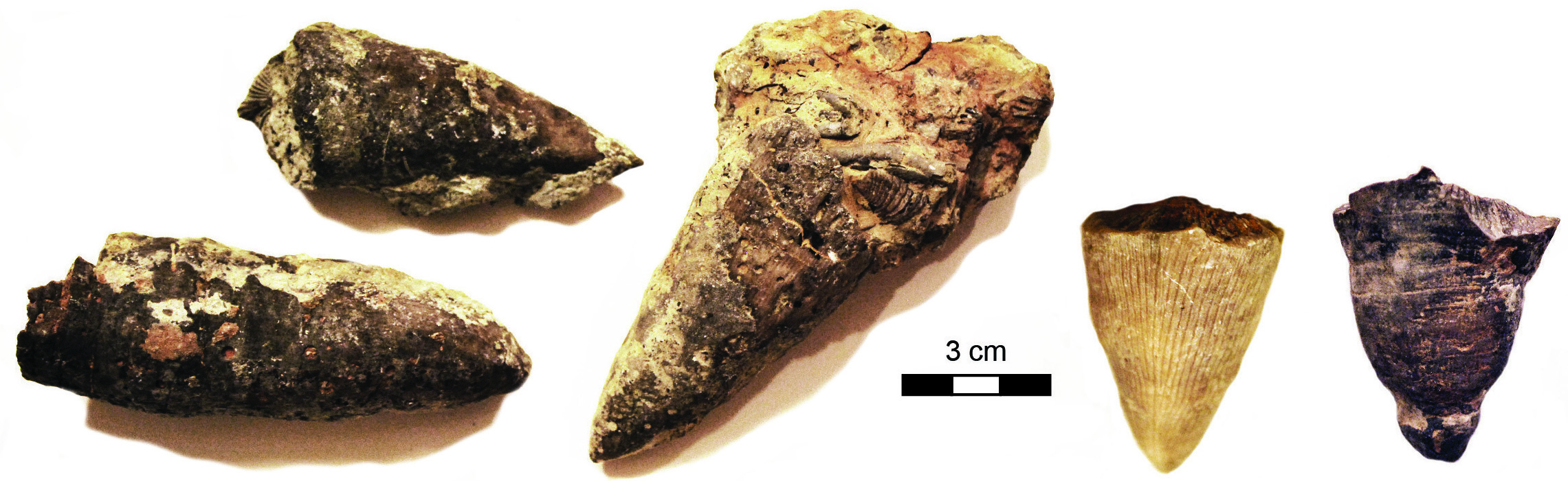 Grewingkia canadensis fossils from Upper Ordovician strata in Kentucky.